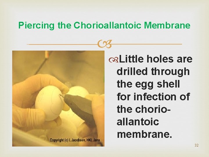 Piercing the Chorioallantoic Membrane Little holes are drilled through the egg shell for infection Piercing the Chorioallantoic Membrane Little holes are drilled through the egg shell for infection