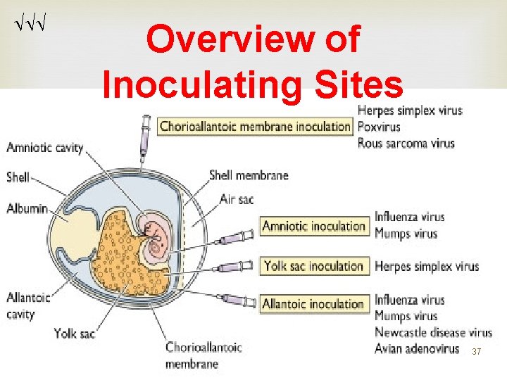 Overview of Inoculating Sites 37 Overview of Inoculating Sites 37