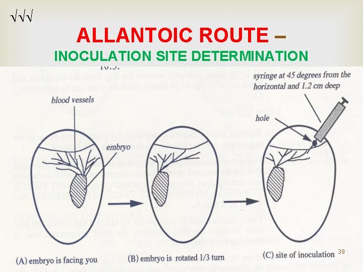ALLANTOIC ROUTE – INOCULATION SITE DETERMINATION 39 ALLANTOIC ROUTE – INOCULATION SITE DETERMINATION 39