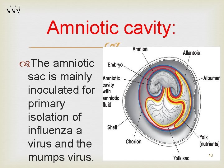 Amniotic cavity: The amniotic sac is mainly inoculated for primary isolation of influenza Amniotic cavity: The amniotic sac is mainly inoculated for primary isolation of influenza