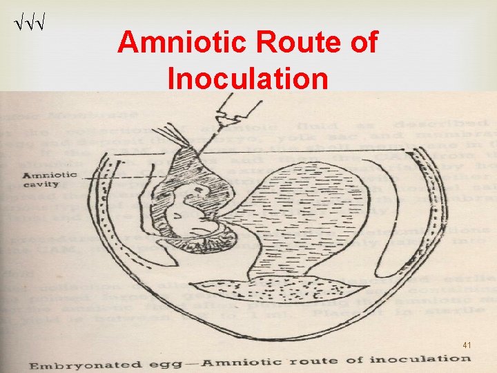 Amniotic Route of Inoculation 41 Amniotic Route of Inoculation 41