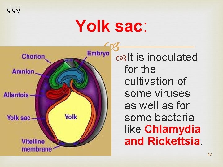 Yolk sac: It is inoculated for the cultivation of some viruses as well Yolk sac: It is inoculated for the cultivation of some viruses as well