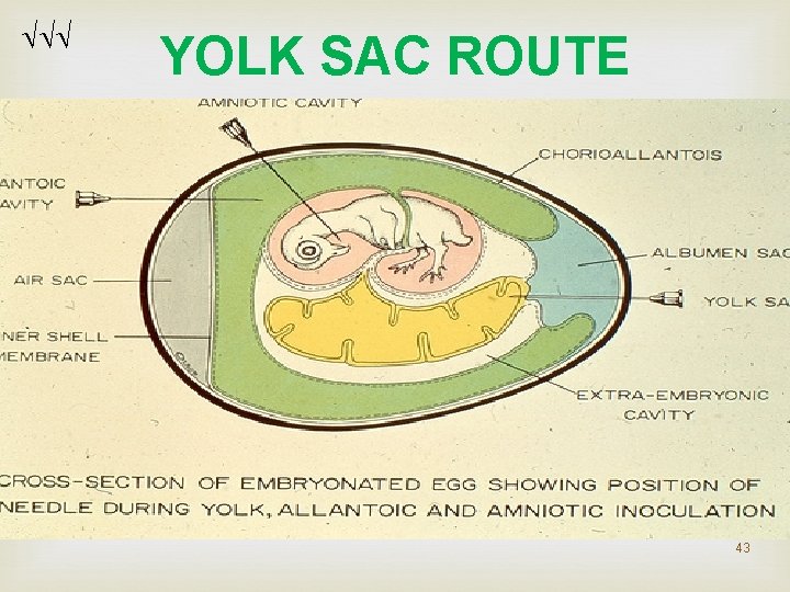 YOLK SAC ROUTE 43 YOLK SAC ROUTE 43