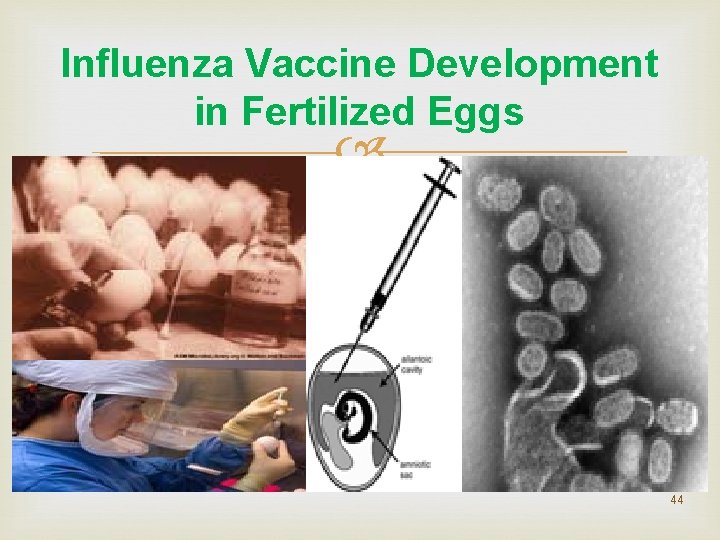 Influenza Vaccine Development in Fertilized Eggs 44 Influenza Vaccine Development in Fertilized Eggs 44