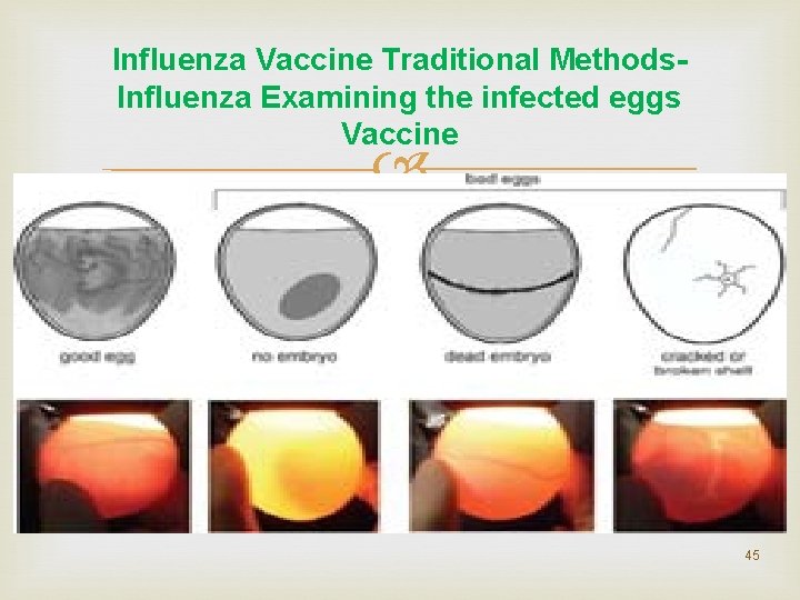 Influenza Vaccine Traditional Methods. Influenza Examining the infected eggs Vaccine 45 Influenza Vaccine Traditional Methods. Influenza Examining the infected eggs Vaccine 45