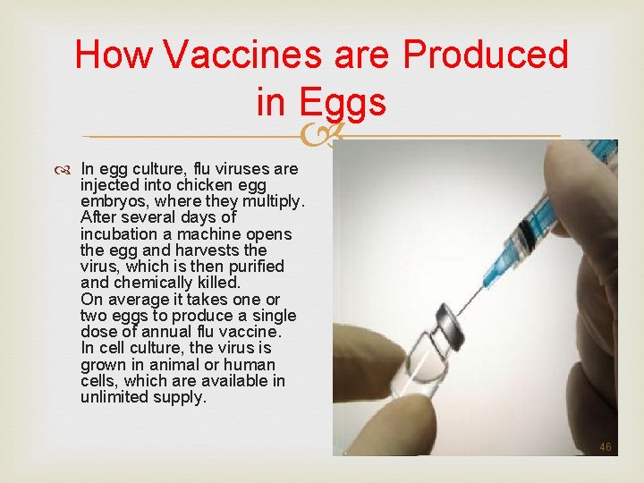 How Vaccines are Produced in Eggs In egg culture, flu viruses are injected into How Vaccines are Produced in Eggs In egg culture, flu viruses are injected into
