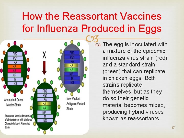 How the Reassortant Vaccines for Influenza Produced in Eggs The egg is inoculated with How the Reassortant Vaccines for Influenza Produced in Eggs The egg is inoculated with