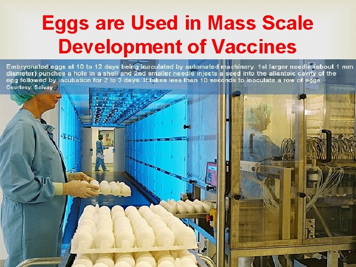 Eggs are Used in Mass Scale Development of Vaccines 49 Eggs are Used in Mass Scale Development of Vaccines 49