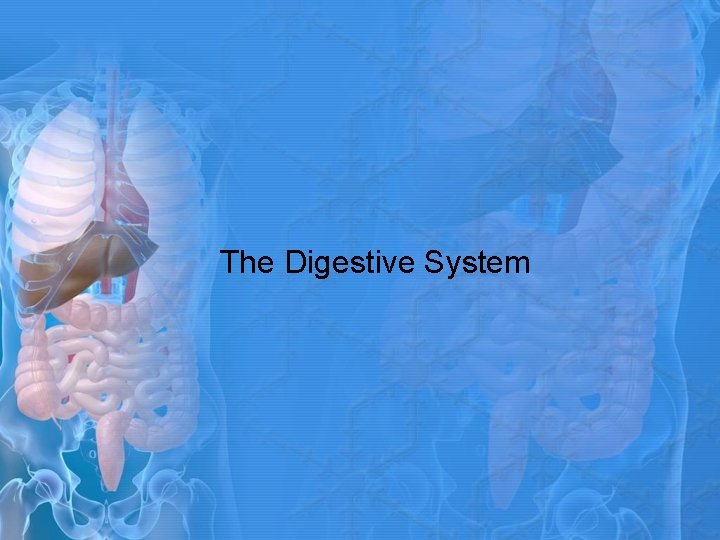 The Digestive System 