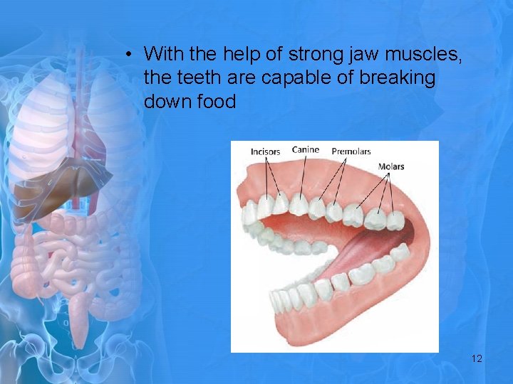  • With the help of strong jaw muscles, the teeth are capable of