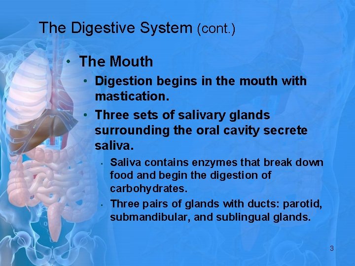 The Digestive System (cont. ) • The Mouth • Digestion begins in the mouth