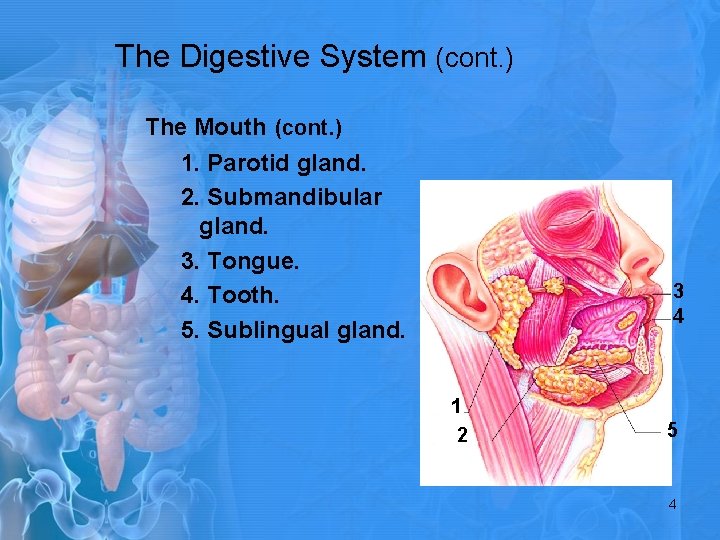 The Digestive System (cont. ) The Mouth (cont. ) 1. Parotid gland. 2. Submandibular
