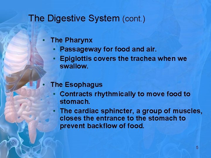 The Digestive System (cont. ) • The Pharynx • Passageway for food and air.