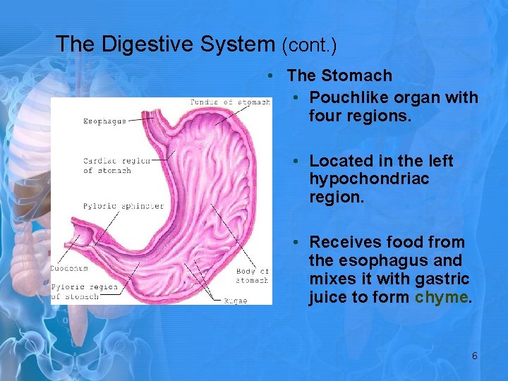 The Digestive System (cont. ) • The Stomach • Pouchlike organ with four regions.