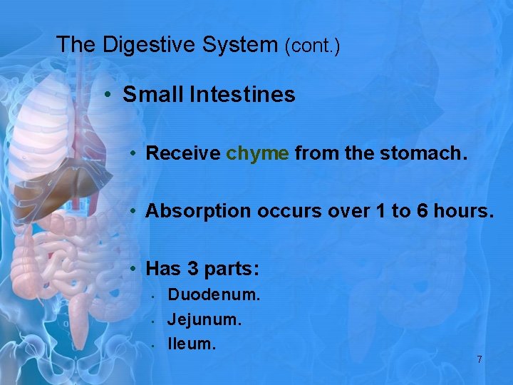 The Digestive System (cont. ) • Small Intestines • Receive chyme from the stomach.