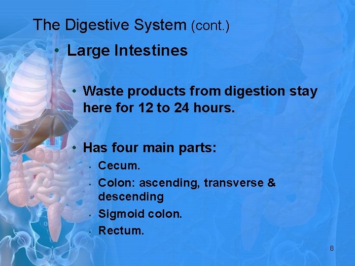 The Digestive System (cont. ) • Large Intestines • Waste products from digestion stay