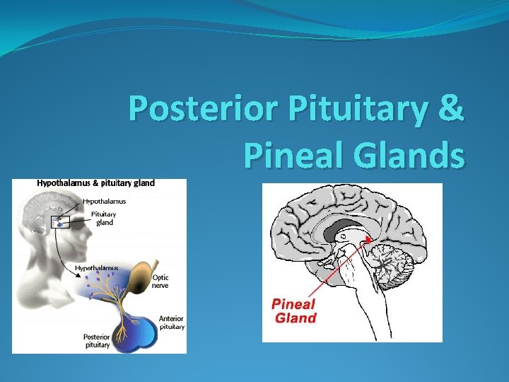 Posterior Pituitary & Pineal Glands 