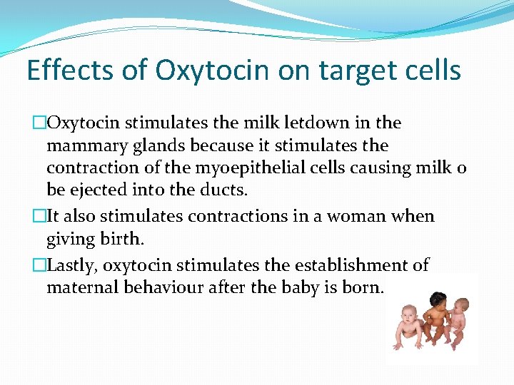 Effects of Oxytocin on target cells �Oxytocin stimulates the milk letdown in the mammary