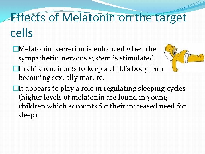 Effects of Melatonin on the target cells �Melatonin secretion is enhanced when the sympathetic