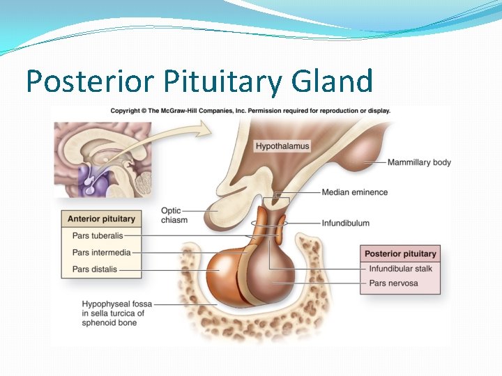 Posterior Pituitary Gland 