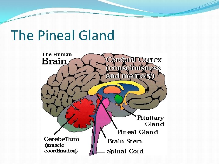 The Pineal Gland 