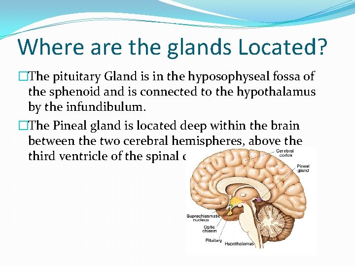 Where are the glands Located? �The pituitary Gland is in the hyposophyseal fossa of