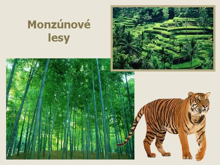 Monzúnové lesy 