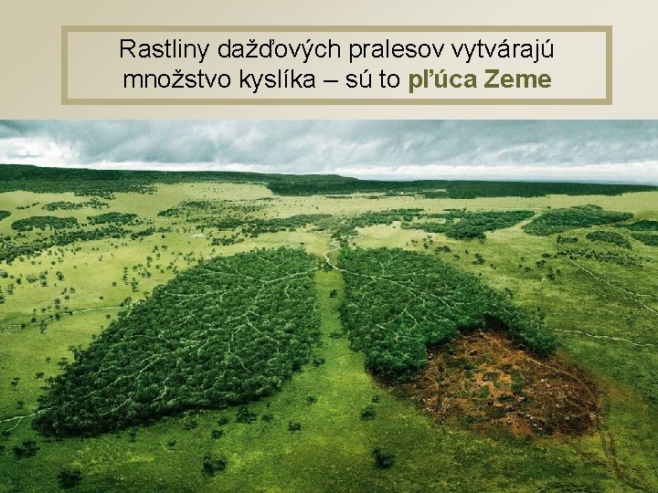 Rastliny dažďových pralesov vytvárajú množstvo kyslíka – sú to pľúca Zeme 