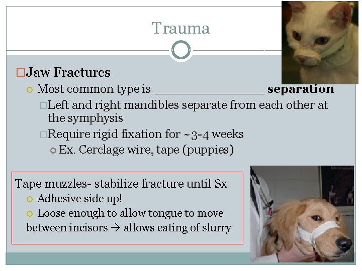 Trauma �Jaw Fractures Most common type is _______ separation �Left and right mandibles separate