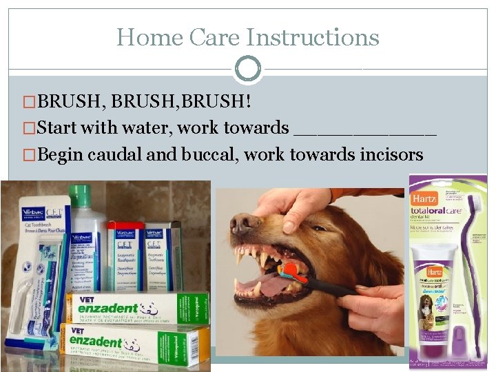 Home Care Instructions �BRUSH, BRUSH! �Start with water, work towards ______ �Begin caudal and