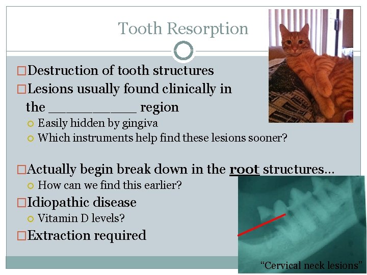Tooth Resorption �Destruction of tooth structures �Lesions usually found clinically in the _____ region