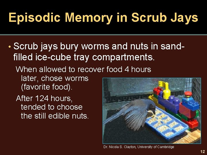 Episodic Memory in Scrub Jays • Scrub jays bury worms and nuts in sandfilled