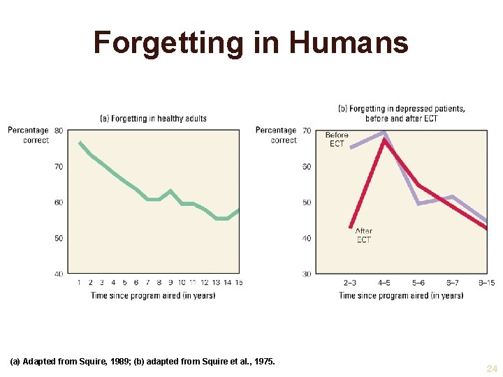 Forgetting in Humans (a) Adapted from Squire, 1989; (b) adapted from Squire et al.