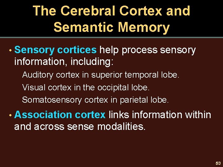 The Cerebral Cortex and Semantic Memory • Sensory cortices help process sensory information, including: