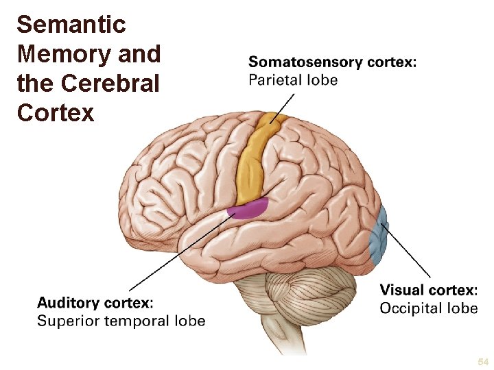 Semantic Memory and the Cerebral Cortex 54 