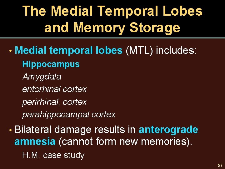 The Medial Temporal Lobes and Memory Storage • Medial temporal lobes (MTL) includes: Hippocampus