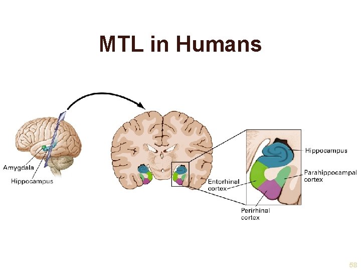 MTL in Humans 58 