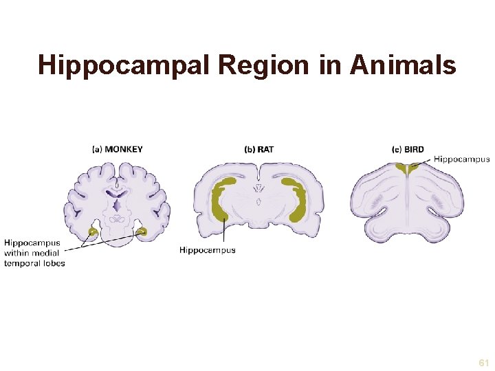 Hippocampal Region in Animals 61 
