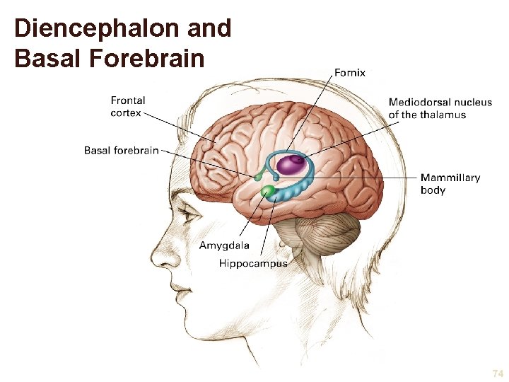 Diencephalon and Basal Forebrain 74 