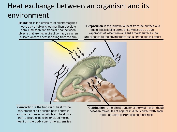 Heat exchange between an organism and its environment Radiation is the emission of electromagnetic