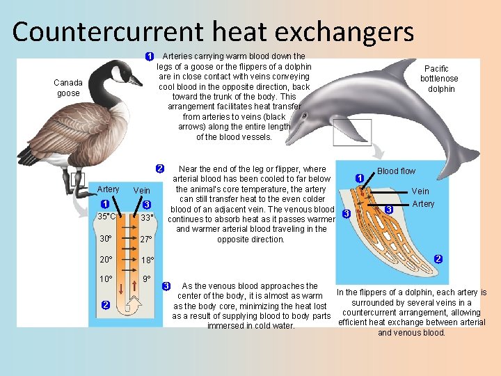 Countercurrent heat exchangers 1 Canada goose Arteries carrying warm blood down the legs of