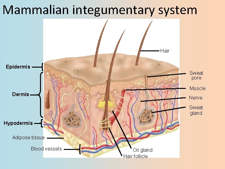 Mammalian integumentary system Hair Epidermis Sweat pore Muscle Dermis Nerve Sweat gland Hypodermis Adipose