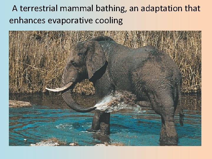 A terrestrial mammal bathing, an adaptation that enhances evaporative cooling 
