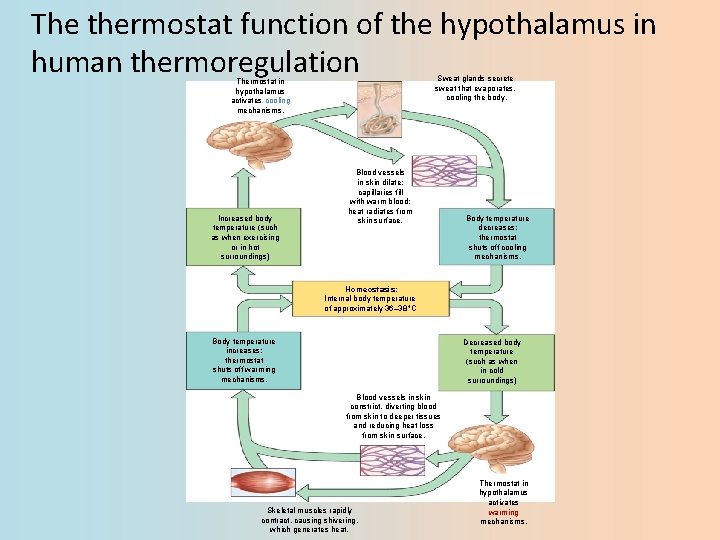 The thermostat function of the hypothalamus in human thermoregulation Sweat glands secrete sweat that