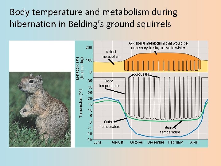 Body temperature and metabolism during hibernation in Belding’s ground squirrels Additional metabolism that would