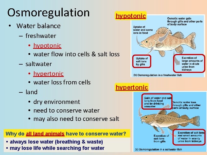 Osmoregulation hypotonic • Water balance – freshwater • hypotonic • water flow into cells