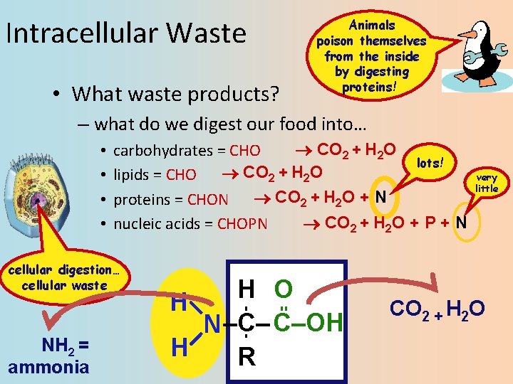 Intracellular Waste • What waste products? Animals poison themselves from the inside by digesting