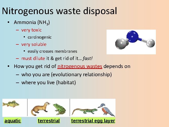 Nitrogenous waste disposal • Ammonia (NH 3) – very toxic • carcinogenic – very
