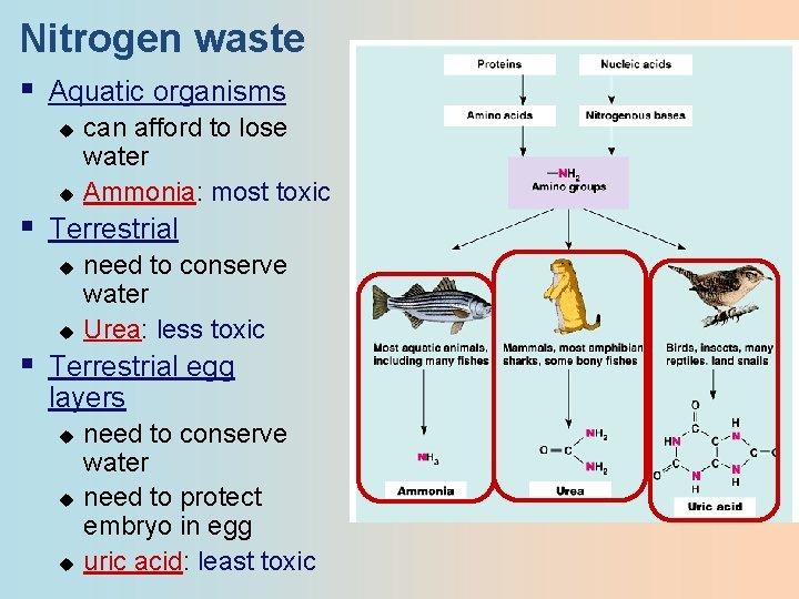 Nitrogen waste § Aquatic organisms u u can afford to lose water Ammonia: most