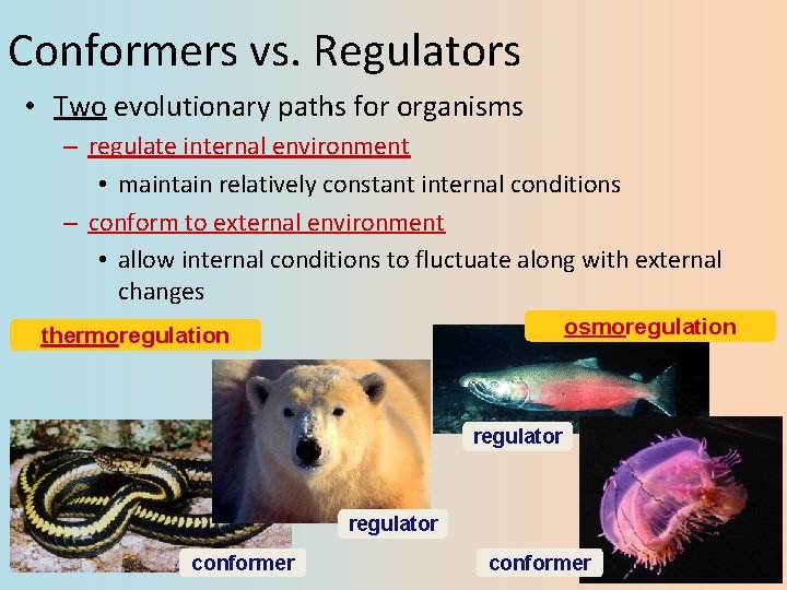 Conformers vs. Regulators • Two evolutionary paths for organisms – regulate internal environment •